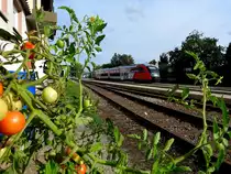 5022 005-0 als R5976 inmitten heranreifender Tomaten, bzw. Paradeiser im Bhf. Ried; 180922