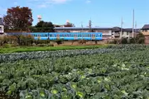 In den Vororten der Riesenstadt Tokyo: Trotz der dichten Ueberbauung gibt es viele lauschige Winkel, wie hier an der Tamagawa Linie des Seibu Grosskonzerns, wo ein Grundbesitzer völlig unbeirrt seinen Obst- und Gemüsegarten pflegt. Im Hintergrund Zug Seibu 251/252, 14.November 2018 