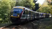 Bunt wie das Herbstlaub kommt die Städtebahn Sachsen mit den beiden Desiro 642 333 und 642 829 als RB72 durch den Wald am Geisingberg auf der Fahrt von Heidenau nach Kurort Altenberg; Müglitztalbahn, 13.10.2019
