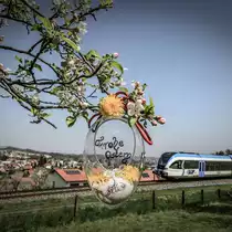 Auch die Apfelbäume im Leibenfeld stehen in Vollblüte. 20.04.2019
