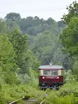 Das Bochumer Schweineschnäuzchen ist wieder unterwegs und  kämpft  sich hier am Hattinger Stadtrand durch das verträumte Grün. (Juni 2019)