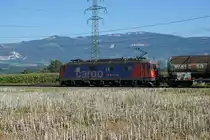 Die Wappen der Re 620.
OHNE WAPPEN - IMMER MEHR Re 620 von SBB CRGO.
Die verschiedenen Wappen gehören zu den Re 620 wie die Butter aufs Brot.
Trotzdem sind auf dem Schweizer Schienennetz in letzter Zeit immer mehr Re 620 ohne Wappen unterwegs.
Für mich stellt sich immer wieder die gleiche Frage:
Werden die Wappen im Auftrag von SBB CARGO oder durch WAPPENSAMMLER entfernt?
Während die am 4. September 2019 bei Deitingen fotografierte Re 620 008-3  Wetzikon  mit einem Kesselwagenzug ohne Wappen in Richtung Westen unterwegs war, präsentierte sich am selben Tag in Gerlafingen wenigstens noch die Re 620 029-9 mit dem Wappen Interlaken im schönsten Sonnenlicht dem Fotografen.
Foto: Walter Ruetsch 
