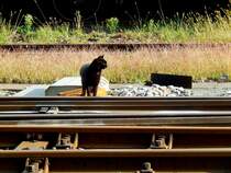 Schwarze Katze achtet(vor dem überschreiten der Geleise) auf den Bahnverkehr; 150828