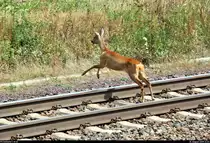 Als der nächste Güterzug herannahte, wollte ein Reh es noch einmal wissen und überquerte die Gleise des Bahnhofs Rodleben auf der Bahnstrecke Trebnitz–Leipzig (KBS 254).
Aufgenommen von Bahnsteig 1.
[10.8.2019 | 13:24 Uhr]