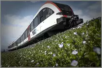 TÜRL NR. 6

Die ersten Frühlingsboten zeigen sich ,... 
April 2019 bei Dietmannsdorf