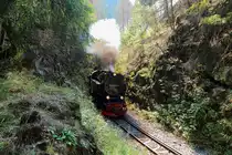 Durchfahrt von 99 7243 mit P8920 (Nordhausen-Brocken) am 31.08.2019 durch den Felseinschnitt zwischen  Tiefenbachmühle  und  Sophienhof . (Bild 2)