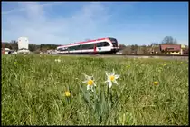 Schon am verwelken sind die Narzissen auf der Wiese bei Schwanberg... 

Einige habe ich aber noch erwischt ,.. 
Frühling in der Weststeiermark. 
17.04.2020
