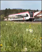  Narcissus poeticus  nennen sich die kleinen weißen Schmuckstücke auf der Wiese nächst der Halte und Ladestelle Schwanberg. 

17.04.2020 