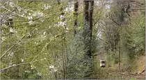 Zwischen Friedrichshammer und Kaltenbach ist der 

Triebwagen 337 im April 2019 unterwegs. 