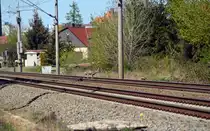 Dieser Rehbock überquerte am 19.04.20 in Greppin die Gleise bei bereits geschlossenen Schranken. Er ist heil auf der anderen Seite angekommen.