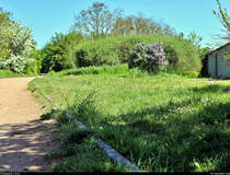 Spurensuche unweit der Haustür:
Die ehemalige Zementfabrik in Halle-Nietleben besaß einen Eisenbahnanschluss über die nun stillgelegte Bahnstrecke Halle Klaustor–Hettstedt (Halle-Hettstedter Eisenbahn (HHE) | 6800), ausgehend vom Bahnhof Halle-Nietleben. Dieser diente v.a. dem Transport von Braunkohle aus der Grube Neuglück (heutiger Heidesee), um den Betrieb der Zementfabrik zu gewährleisten.
Mit der Einstellung der Zementproduktion im Jahr 1973 verlor auch die Anschlussbahn ihre Bedeutung. Einzelne Gleisabschnitte bzw. Relikte sind heute noch vorhanden.

Mit Blick in westlicher Richtung lässt sich zwischen Fußweg und Wiese noch ein Schienenstrang ausfindig machen. Das Gleis trennt sich hier allmählich vom Heidesee und verläuft in einem leichten Bogen weiter zur Berghalde.
[7.5.2020 | 12:48 Uhr]

Weitere Informationen zum Zementwerk:
http://www.nietlebener-heimatverein.de/pool/20110313_sn_Zement_kam_einst_aus_Nietleben.pdf