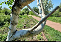 Spurensuche unweit der Haustür:
Die ehemalige Zementfabrik in Halle-Nietleben besaß einen Eisenbahnanschluss über die nun stillgelegte Bahnstrecke Halle Klaustor–Hettstedt (Halle-Hettstedter Eisenbahn (HHE) | 6800), ausgehend vom Bahnhof Halle-Nietleben. Dieser diente v.a. dem Transport von Braunkohle aus der Grube Neuglück (heutiger Heidesee), um den Betrieb der Zementfabrik zu gewährleisten.
Mit der Einstellung der Zementproduktion im Jahr 1973 verlor auch die Anschlussbahn ihre Bedeutung. Einzelne Gleisabschnitte bzw. Relikte sind heute noch vorhanden.

Hier noch ein  Durchblick  auf das Streckengleis in östlicher Richtung. Auf den Schienen ist mittlerweile eine Birke gewachsen, die ich durch ihre besondere Form als eine Art Rahmen für das Foto genutzt habe.
[7.5.2020 | 12:51 Uhr]

Weitere Informationen zum Zementwerk:
http://www.nietlebener-heimatverein.de/pool/20110313_sn_Zement_kam_einst_aus_Nietleben.pdf