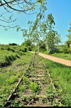 Spurensuche unweit der Haustür:
Die ehemalige Zementfabrik in Halle-Nietleben besaß einen Eisenbahnanschluss über die nun stillgelegte Bahnstrecke Halle Klaustor–Hettstedt (Halle-Hettstedter Eisenbahn (HHE) | 6800), ausgehend vom Bahnhof Halle-Nietleben. Dieser diente v.a. dem Transport von Braunkohle aus der Grube Neuglück (heutiger Heidesee), um den Betrieb der Zementfabrik zu gewährleisten.
Mit der Einstellung der Zementproduktion im Jahr 1973 verlor auch die Anschlussbahn ihre Bedeutung. Einzelne Gleisabschnitte bzw. Relikte sind heute noch vorhanden.

Dort, wo die Schienen sich allmählich vom Fußweg südlich des Heidesees trennen und zur Berghalde verlaufen, hat sich mittlerweile eine Birke breitgemacht. Somit erobert sich die Natur den Gleisbereich Stück für Stück zurück.
[7.5.2020 | 12:53 Uhr]

Weitere Informationen zum Zementwerk:
http://www.nietlebener-heimatverein.de/pool/20110313_sn_Zement_kam_einst_aus_Nietleben.pdf