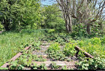 Spurensuche unweit der Haustür:
Die ehemalige Zementfabrik in Halle-Nietleben besaß einen Eisenbahnanschluss über die nun stillgelegte Bahnstrecke Halle Klaustor–Hettstedt (Halle-Hettstedter Eisenbahn (HHE) | 6800), ausgehend vom Bahnhof Halle-Nietleben. Dieser diente v.a. dem Transport von Braunkohle aus der Grube Neuglück (heutiger Heidesee), um den Betrieb der Zementfabrik zu gewährleisten.
Mit der Einstellung der Zementproduktion im Jahr 1973 verlor auch die Anschlussbahn ihre Bedeutung. Einzelne Gleisabschnitte bzw. Relikte sind heute noch vorhanden.

Hinein ins Dickicht:
Dort, wo die Schienen sich allmählich vom Fußweg südlich des Heidesees trennen und zur Berghalde verlaufen, sind sie bereits stark überwuchert.
Möchte man das Gleis weiterverfolgen, muss man in kleinere Schleichwege abzweigen.
[7.5.2020 | 12:51 Uhr]

Weitere Informationen zum Zementwerk:
http://www.nietlebener-heimatverein.de/pool/20110313_sn_Zement_kam_einst_aus_Nietleben.pdf