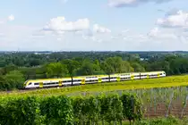 Desiro HC 1462 fährt oberhalb der Rheinebene in den Rebbergen zwischen Rheinweiler und Bad Bellingen Basel entgegen. 03.07.2020
