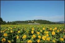 Allein das Summen der Bienen , Hummeln und sonstigen  Fliegern  ist so richtig entspannend. 
Sonnenblumenfeld am 2. Juli 2020 bei Dietmannsdorf. 