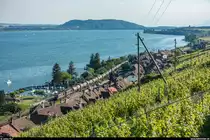 BLS Re 4/4 180 und 193 mit Ölzug am 24. Juni 2020 bei Ligerz.