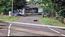 Im Bereich Zscherben gibt es an (und auf) der Bahnstrecke Halle–Hann. Münden (KBS 590) oft einige Katzen zu sehen. Hier läuft die bereits zweite Katze an diesem Tag an der Anrufschranke in der Angersdorfer Straße vorbei.
Sie weiß natürlich nicht, dass eine Taste zum Öffnen der Schranke gedrückt werden muss. Doch damit wird es ohnehin im Laufe dieses Monats vorbei sein. Der Bahnübergang soll ersatzlos abgebaut werden. Doch in weniger als 100 Metern Entfernung befindet sich seit längerer Zeit eine Eisenbahnunterführung (EÜ).
[26.6.2020 | 18:45 Uhr]