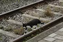 Hochkonzentriert geht dieser Streckenläufer seiner Arbeit nach (Bahnhof Schliersee 16.07.2020)