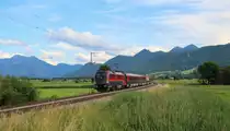 Büffel in der oberbayrischen Prärie (1116-201 am 26.06.2021 bei Bernau/KBS 951)