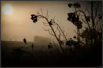 Taunass strecken sich die Blüten des Rapsfeldes gegen die aufgehende Sonne. Mai 2023 bei Frauental Bad Gams 