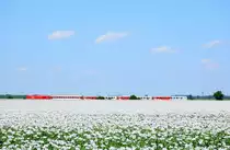 Mohnfeld und österreichischer Zug in der Slowakei. Die ÖBB 2016 010  Hercules  ist mit einem Regionalzug von Komárno (Komárom) nach Bratislava (Pozsony, Pressburg) kurz vor Okoličná na Ostrove (Ekel).
18.06.2023.