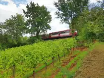 Mainschleifenbahn__KBS 12818 (seit 2019) ex KBS 418a.__Und hier begegnen sie sich regelmäßig, der Wein und die Mainfrankenbahn : Schienenbus in den Weinbergen nahe Volkach (Main).__12-08-2023