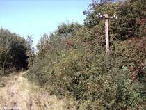 Alter Telegrafenmast kurz vor km 219,8 kaum zu glauben,doch hier liegt noch eine Gleis!Das Gleis liegt ungef�hr in der Bildmitte.