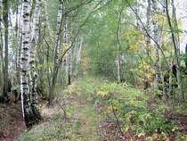 Die Bahntrasse von Elterlein Ri. Scheibenberg vor der Langklotzbr�cke. Man kann st�ckenweise noch Schwellen und Schotter finden, 03.10.07
