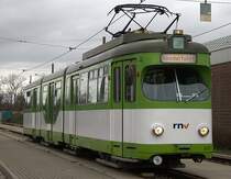 H�ngebauchschweinchen 521 im Rheing�nheimer Betriebshof.