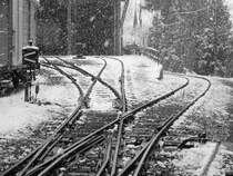 Le Printemps!! Chaulin 24.03.2008
