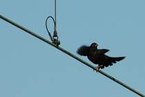 Zum 333ten mal etwas anderes: Ich nenne es `Ein Vogel auf dem Drahtseil&acute;
