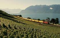 Im Morgen-(Gegenlicht): Gelber Postzug in den gr�nen Weinbergen des Lavaux bei Cully am 13. August 2008.
