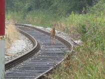 Wenn man nur mal lang genug an der Strecke steht sieht man die wunderlichsten Dinge... obwohl, das hat dieser Kollege hier wohl auch gedacht ;) Das Bild ist an einem kleinen B� kurz vor dem Bahnhof Cuxhaven im Sommer 08 entstaden.