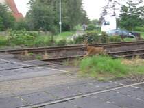 Nach Bild 267456, er hat uns doch bemerkt und kam aber nicht umhin doch noch an uns vorbei zu m�ssen, oder wollen ... jedenfalls alles sehr gef�hrlich ... man l�uft doch nicht in den Gleisen rum ... kleiner B� vor Cuxhaven BF, Sommer 2008.