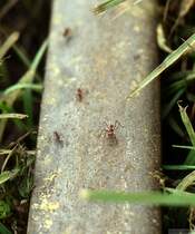 Okzidentexpress (VI). Mein Bild Nr. 100 zeigt den Gegenverkehr des Okzidentexpress. Das ist wohl eine richtige Ameisenautobahn, absolut schnell und komfortabel. Interessant war, dass sich Bahn und Ameisen nicht in die Quere kamen. Obwohl keine Minute zuvor der Zug drübergefahren war (man sieht es am Gras) liefen alle Ameisen quietschfidel über den Schienenstrang. Wie sie das machen, verstehe ich bis heute nicht. (April 1998)