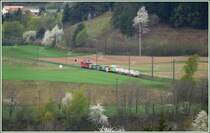 Fr�hlingserwachen auf der Ebene vor Bonaduz. (16.04.2009)