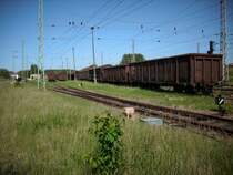 Mittlerweile drei komplette G�terz�ge mit Wagen die z-gestellt sind sind in Bergen/R�gen auf drei Gleisen abgestellt.