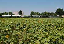 2143.40-0, unterwegs mit EZ nach Ernstbrunn, vor vielen, vielen Sonnenblumen;-))) Korneuburg, am 01.08.2009.