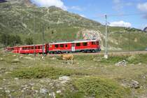 Mit einem kurzen Regionalzug am Hacken f�hrt der ABe 4/4 III 55 am 11.8.09 von Bernina Lagalb Richtung Ospizio Bernina. Die Kuh scheint dies nicht zu interessieren, obwohl der Triebwagen beide Stromabnehmer gehoben hat.