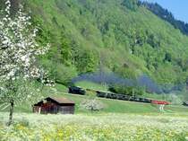 RhB Dampfextrazug f�r den Verein der Dampffreunde der RhB 3031 vom 10.05.1998 in der Steigung zwischen Fuchswinkel und Furna mit Dampflok G 4/5 108 - Ge  6/6I 414 - B 2247 - B 2246 - B 2245 - D� 4252I - B� 2060 - A� 1102 - B 2305 - B 2301. Hinweis: hier hat der Fr�hling die Natur voll in der Gewalt. Die Bahnstrecke ist an dieser Fotostelle inzwischen 2-gleisig f�r fliegende Kreuzungen ausgebaut!