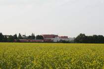 Nicht Raps, sondern Gelbsenft bl�hte am 28.09.09 in Poing, als eine 218 mit ihrem RE M�nchen-M�hldorf gleich den dortigen Bahnhof passieren wird.