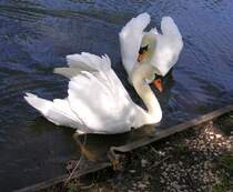 Nun aber nicht gleich meckern, was die beiden auf Bahnbilder verloren haben. Hier soll nur gezeigt werden, wie eine Bahn enden kann, n�mlich als Uferbefestigung aus Stahlschwellen. 8.5.2005 N�he Bf Schleusingen.