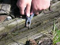 Erstaunlich, was Sammler alles wegfinden und f�r die Nachwelt erhalten. Hier wird gerade aus einem stillgelegten Gleis auf dem Bf Schleusingen ein Schwellennagel Baujahr 1938 geborgen. Es war �brigens der letzte, dann ging die Baumarktzange zu Bruch!