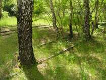 Berlin,Naturpark Sch�neberger S�dgel�nde.�berall findet man die Relikte aus der Eisenbahnvergangenheit.Heute gedeihen hier Blumen und Pflanzen,die in ganz Berlin nirgendwo zu finden sind.
Bln.26.05.05