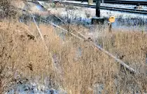  Natur gewinnt  - zugewachsene Gleisanlage in Euskirchen - 19.12.2009