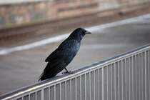 ... FdL-Azubi... (Beobachtet in Neuoffingen, M�rz 2010).