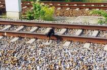 Na nun aber schnell raus aus den Gleisen! Nauen am 03.07.2005