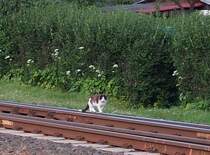 Und ich habe immer gedacht den Beruf des Streckenl�ufer gibt es nicht mehr,doch an einem Abend entdeckte ich diesen  Streckenl�ufer  in Bergen/R�gen.