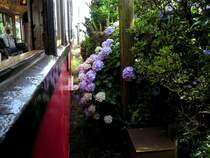 Die Chshi-Bahn und Blumen: Aus Wagen 801 zwischen Kimigahama und Inub, 1.Juli 2010.